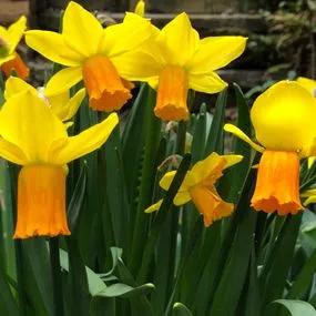 Jetfire Daffodil (Narcissus cyclamineus Jetfire) Img 2